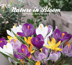 Nature in Bloom Flower Bulbs