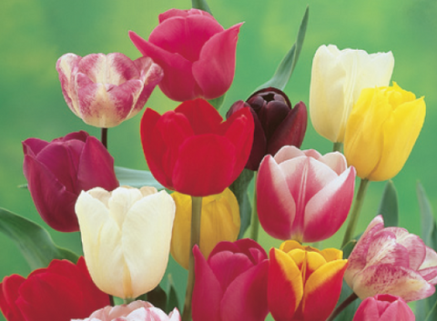 Tulip Mix (10 bulbs)