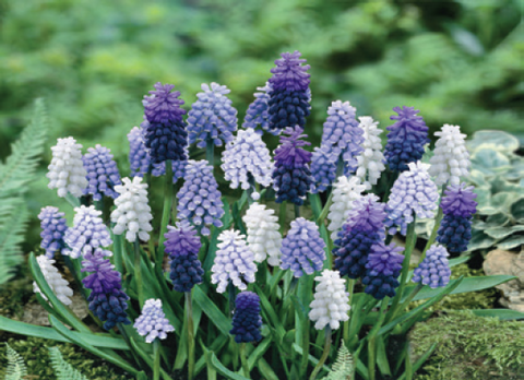 Mixed Hyacinths (16 bulbs)