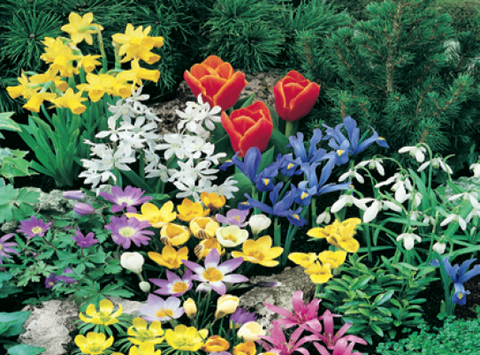 Spring Rock Collection (60 bulbs)