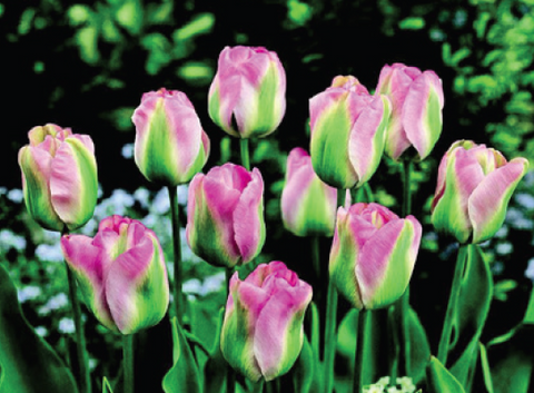 Tulip Greenland (10 bulbs)