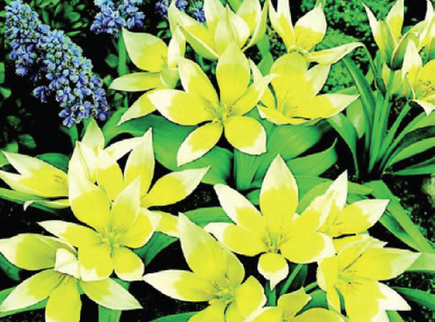 Tulip Tarda (15 bulbs)