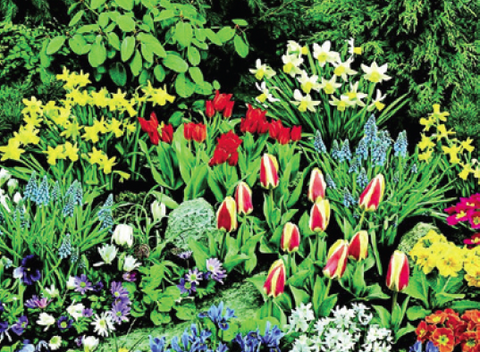 Super Spring Mix (51 bulbs)