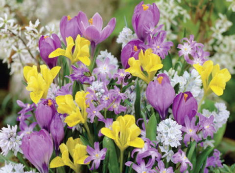 Whimsical Collection (50 bulbs)