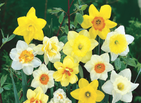 Mixed Dafodils (10 bulbs)