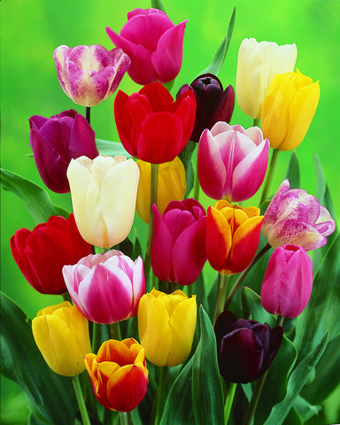 Mixed Tulips